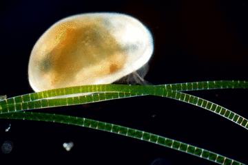 水中常见的藻类微生物图片,藏在水下的生物