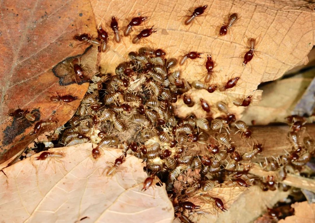 见到虫子很害怕怎么办,见到光就飞过来的虫子怎么去除