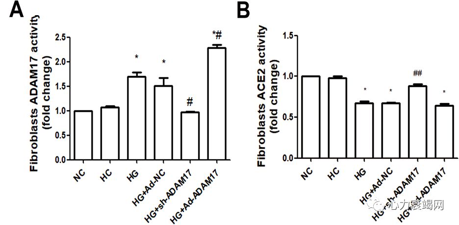 「2019CIHFC」张运教授：ADAM17—糖尿病性心肌病干预的新靶点