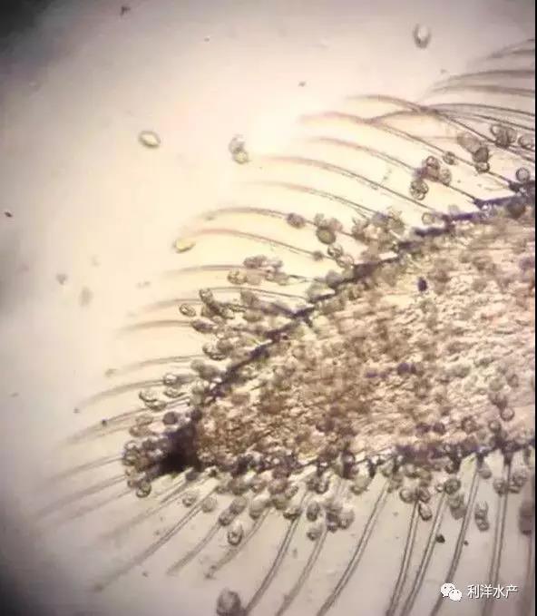 7月份天津地区对虾池塘常见问题及处理