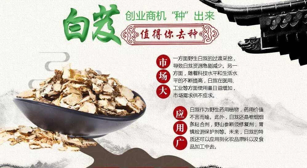 白芨根粉的美容功效与作用,白芨加什么可以美容美白