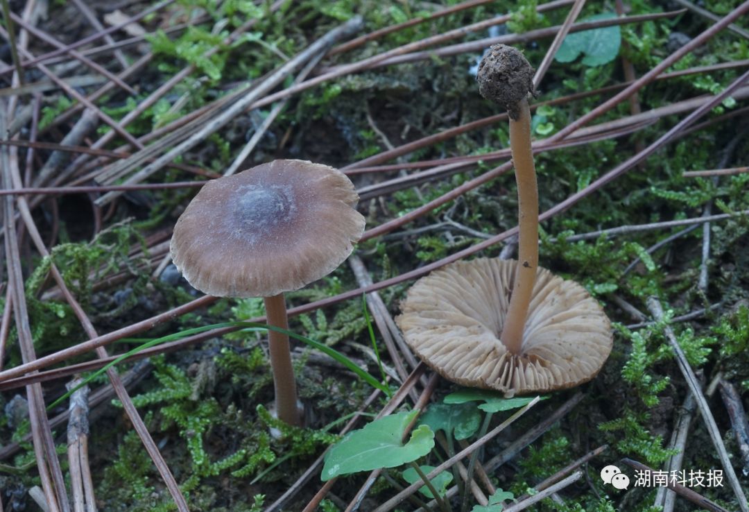 误食毒蘑菇的症状,误食毒蘑菇临床表现