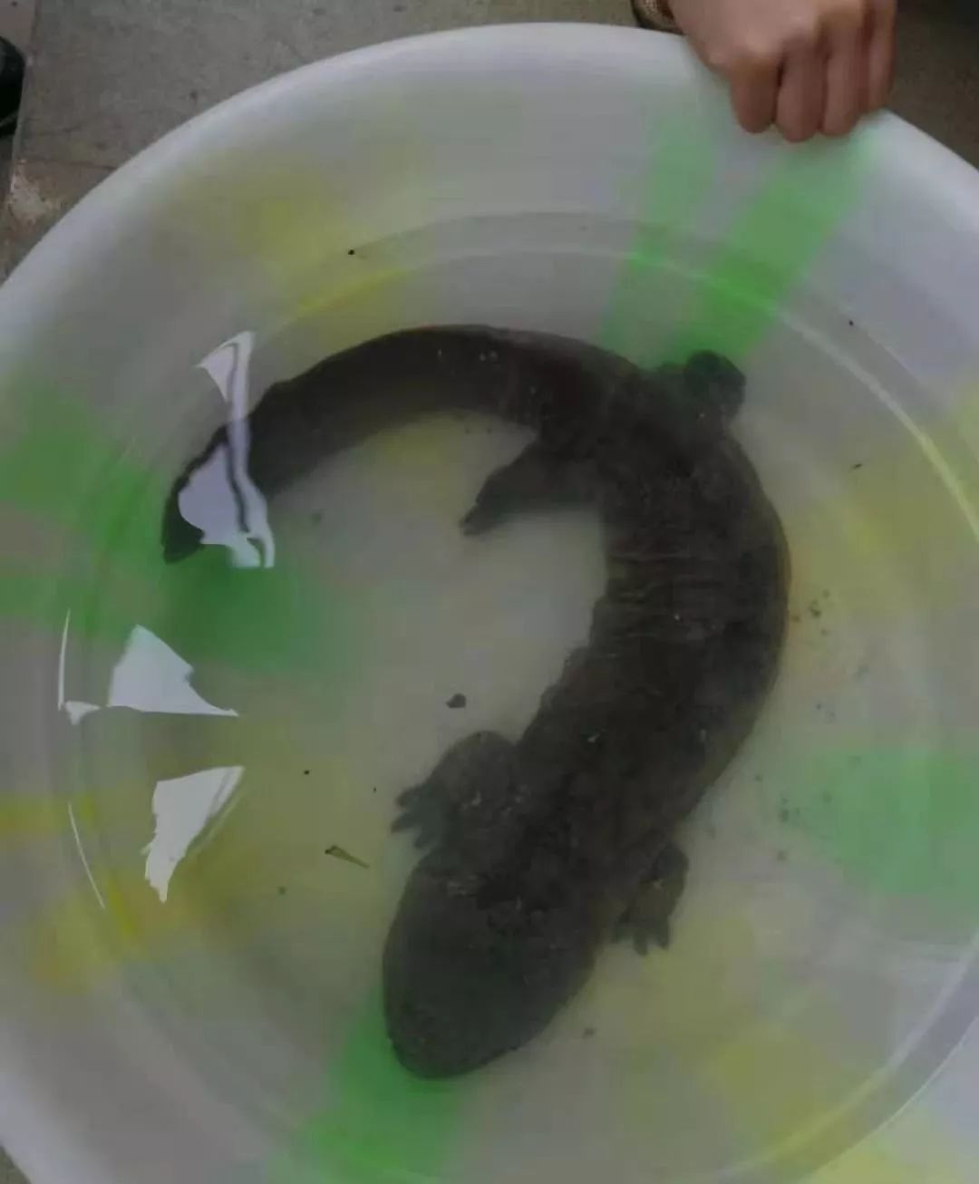 男子路边捡到2米的怪鱼,农村捞到怪鱼视频