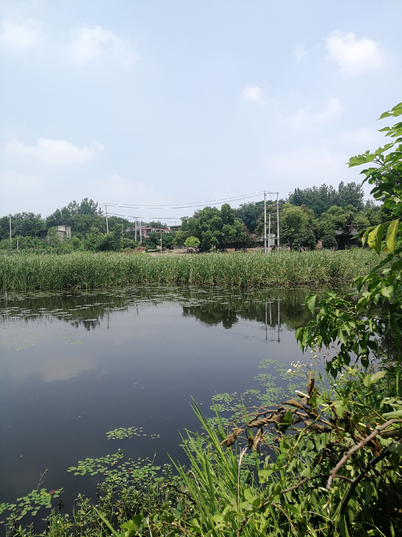 头顶烈阳开拓钓位逐泡寻鲫放流可怜鱼获