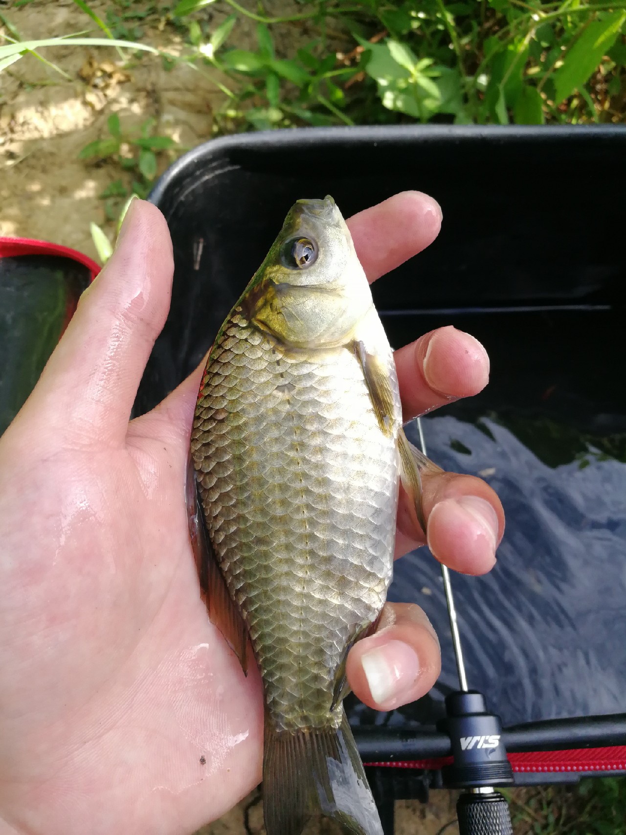 头顶烈阳开拓钓位逐泡寻鲫放流可怜鱼获