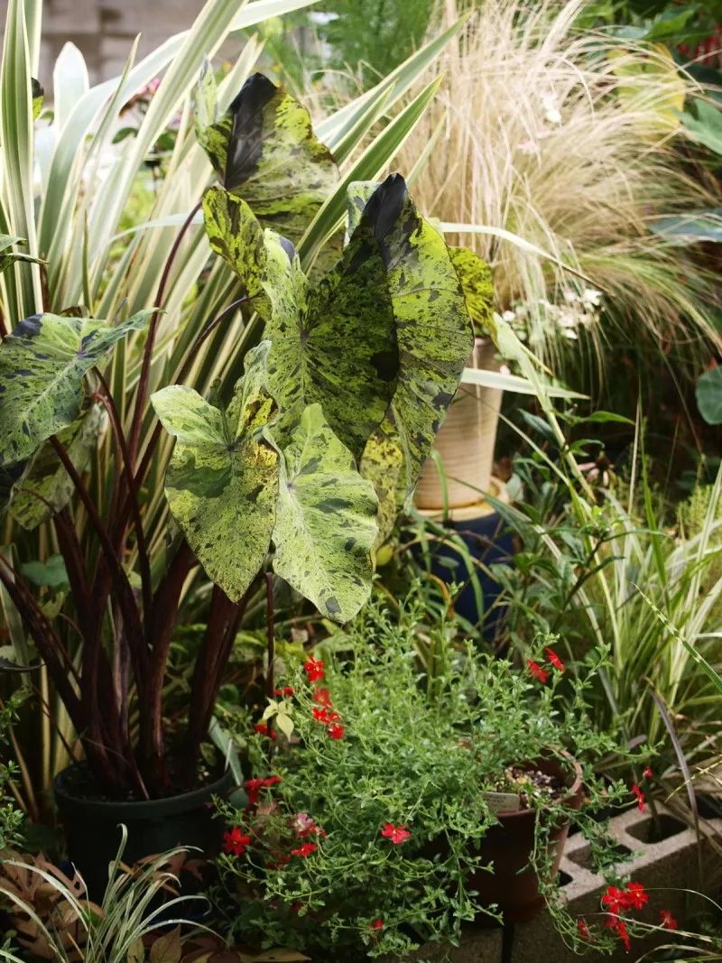 2000块一斤的芋头到底长什么样?绿植达人爱不释手的黑金海芋告诉你答案