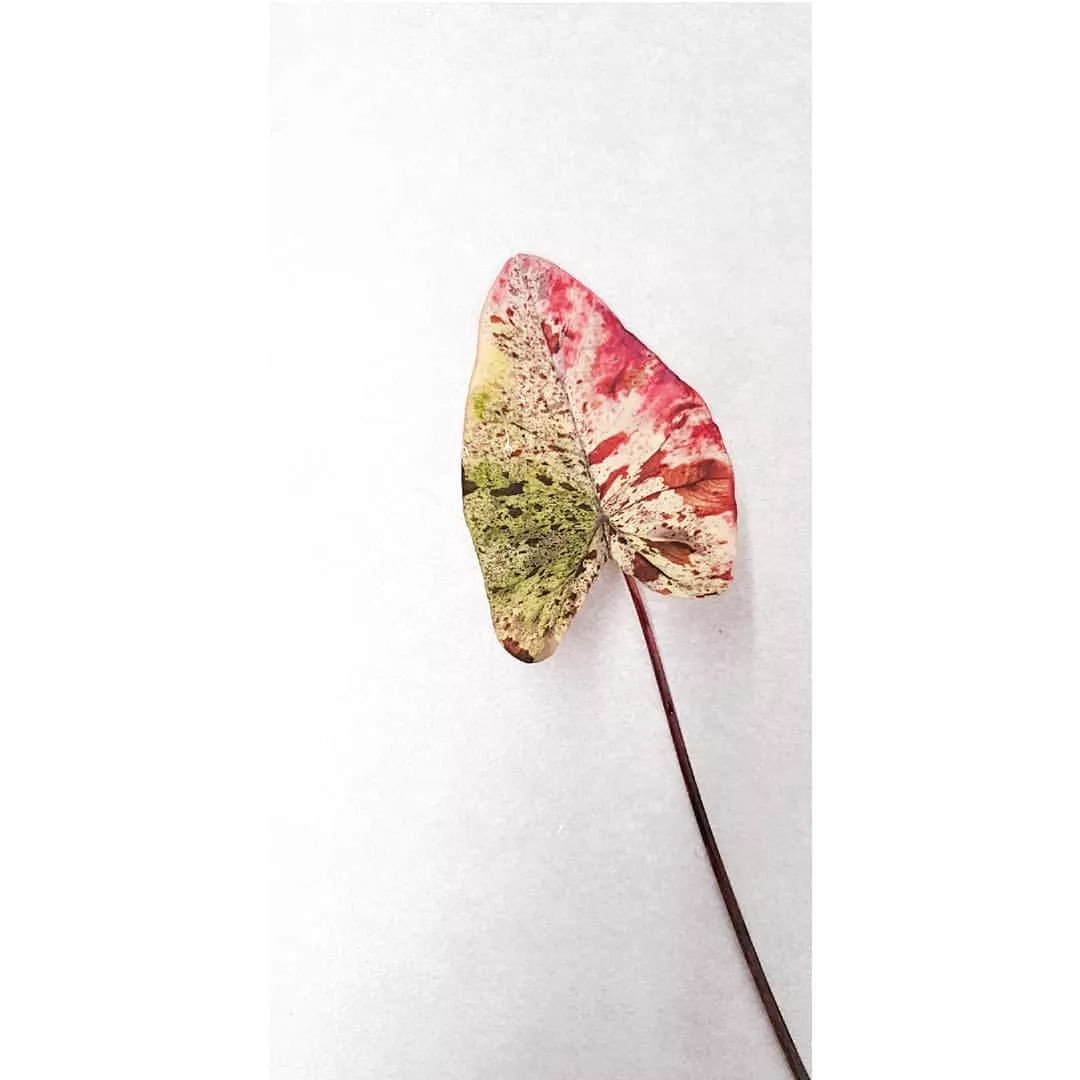 2000块一斤的芋头到底长什么样?绿植达人爱不释手的黑金海芋告诉你答案