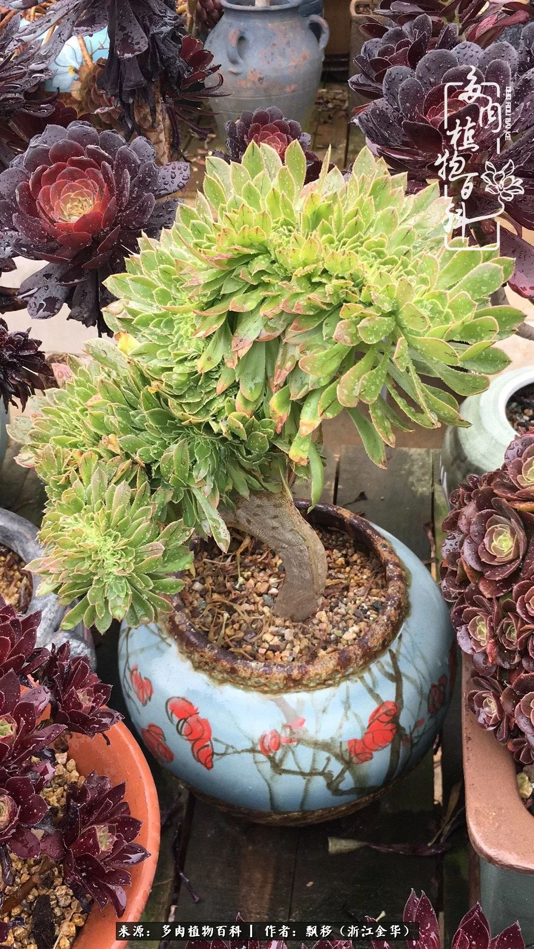 魅力无限的法师诱惑：我的灿烂，由你决定