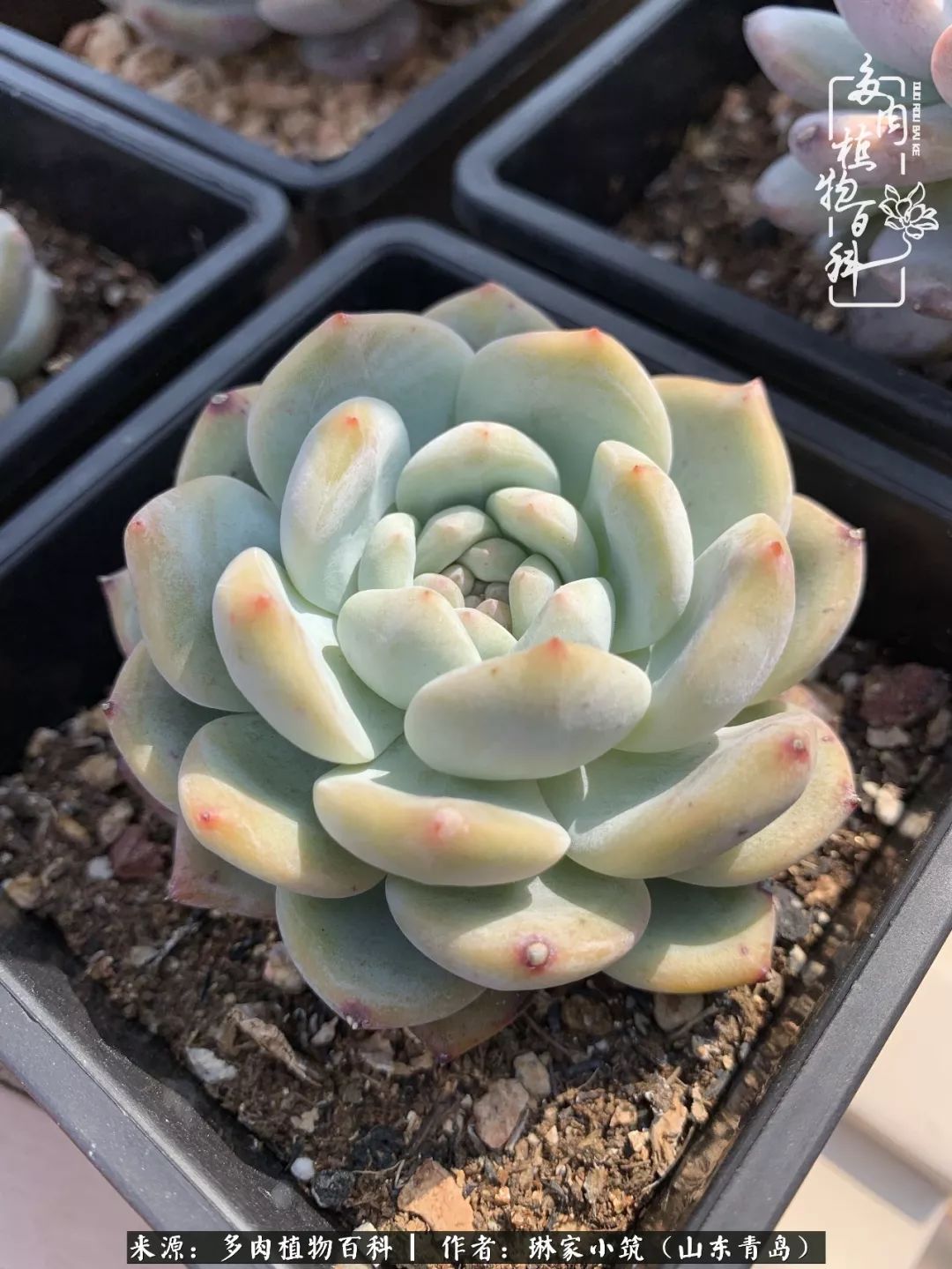 夏天已过一半你们的多肉还好吗,夏天已过半