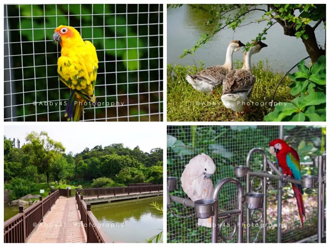 厦门这是个什么神仙酒店,不仅有金砖国宴佛跳墙,还有7万平森林