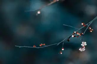 百年之后，并蒂莲开；想你时，有花的味道……