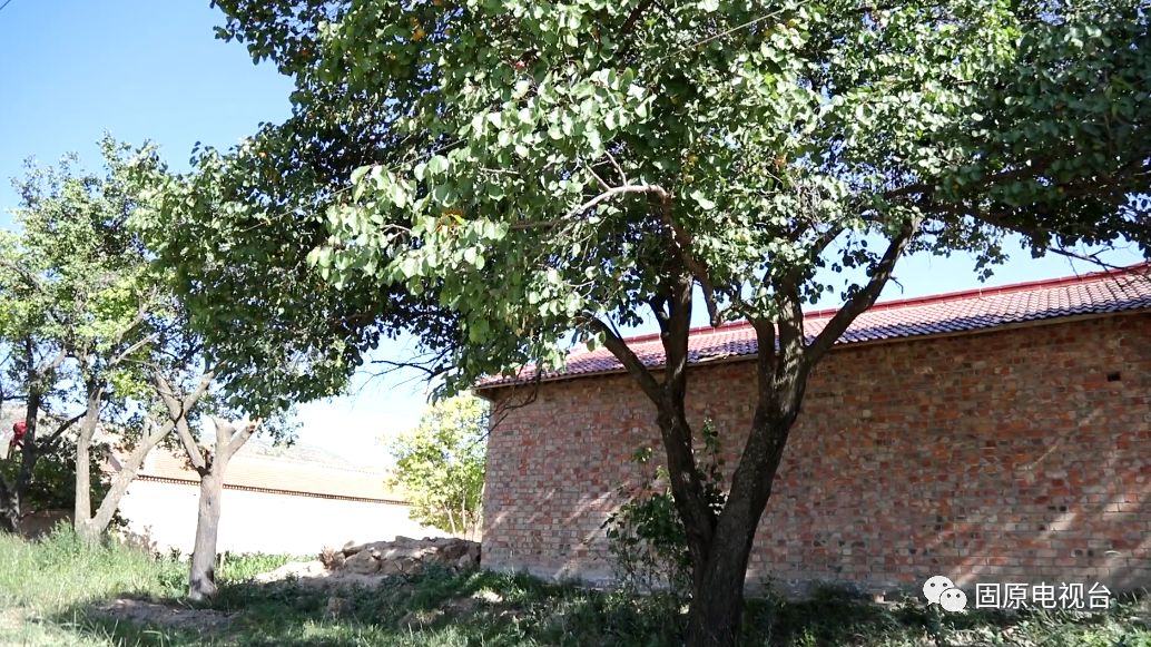 红梅杏的产地在哪里,红梅杏名字的由来