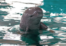 朱鹮是东方白鹤吗,东方宝石朱鹮