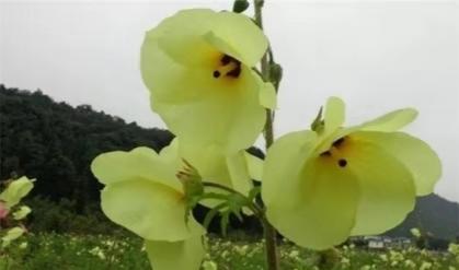 农民种的东西为什么卖得便宜,很珍贵的野果一颗可以卖到几千块