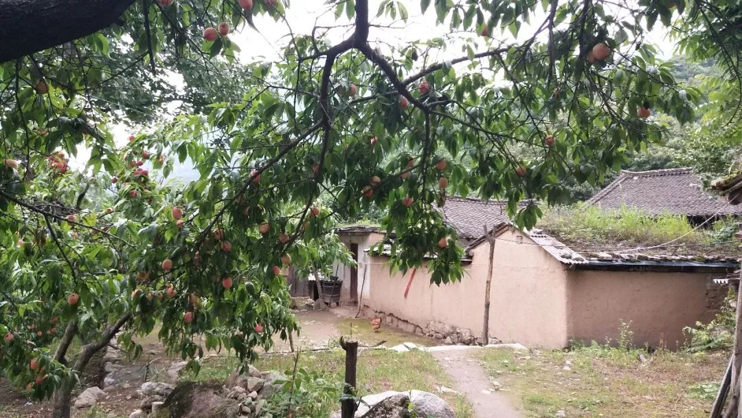 洛阳养子沟自驾游攻略,洛阳养子沟的景点