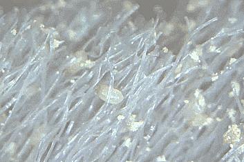 搓背再也不求人！风靡日本的弧形浴刷，轻轻一搓出污垢