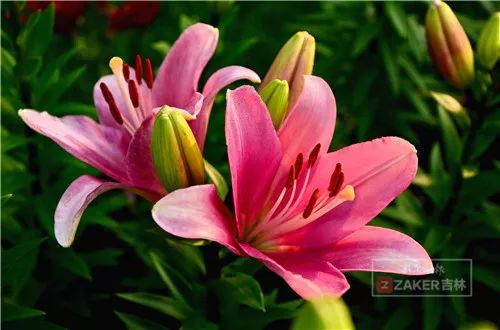 百合花海打卡地,春天长春网红打卡地