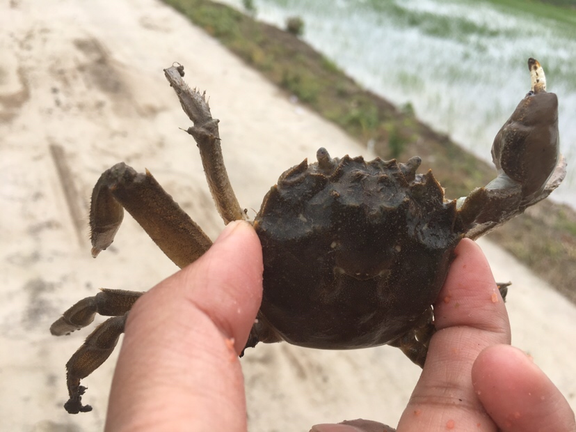 崇明钓昂刺,崇明岛野钓昂刺鱼