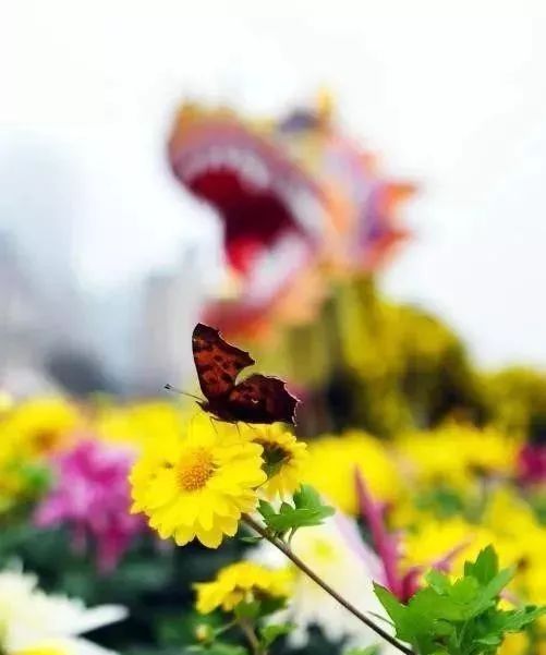 人大代表提议牡丹为国花,建议将牡丹确定为国花