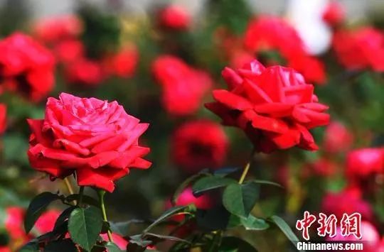 中国官方承认的国花选出来了吗,中国的国花目前选出来了吗