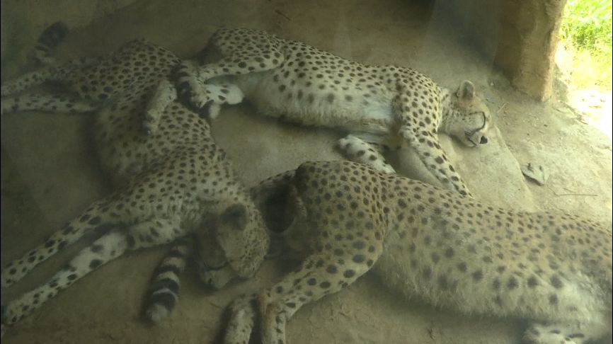 娴锋磱鍔ㄧ墿閬挎殤绂忓埄,鍔ㄧ墿閬挎殤楂樻俯绂忓埄