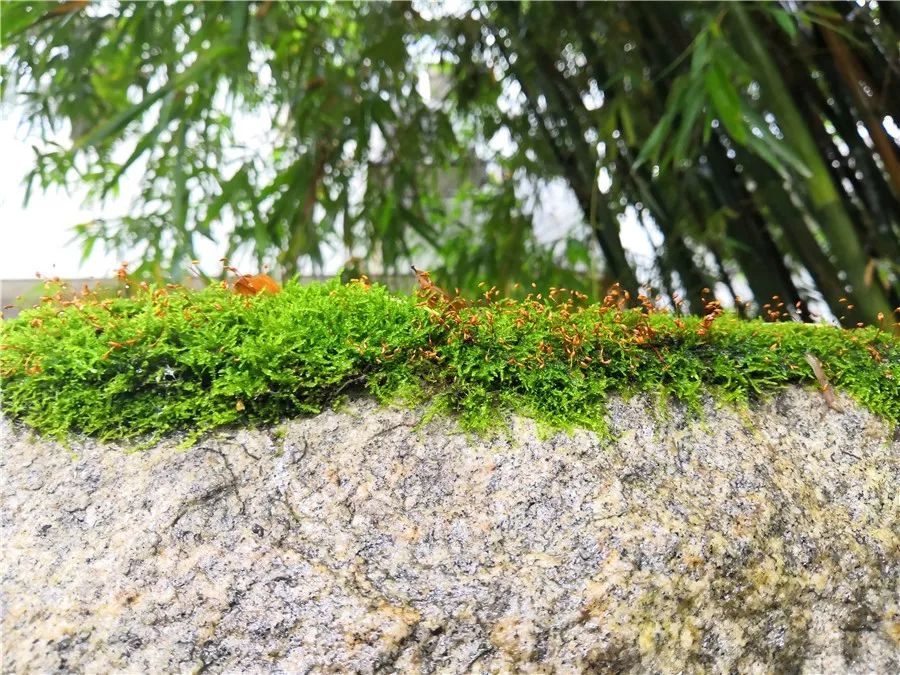 海外代购算违法犯罪吗,海外代购可能涉嫌犯法案例