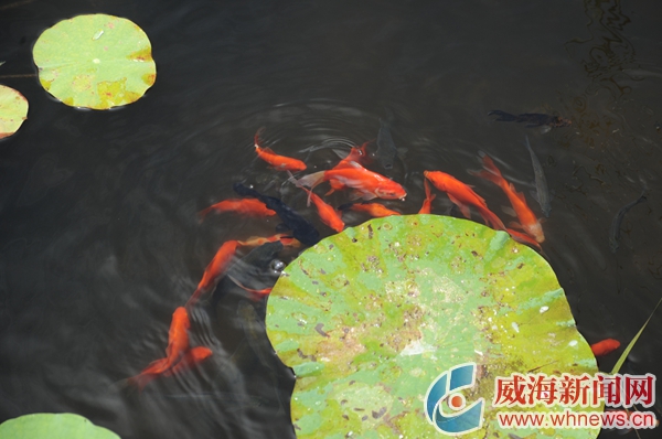 美在当夏简介,夏荷飘香满池塘