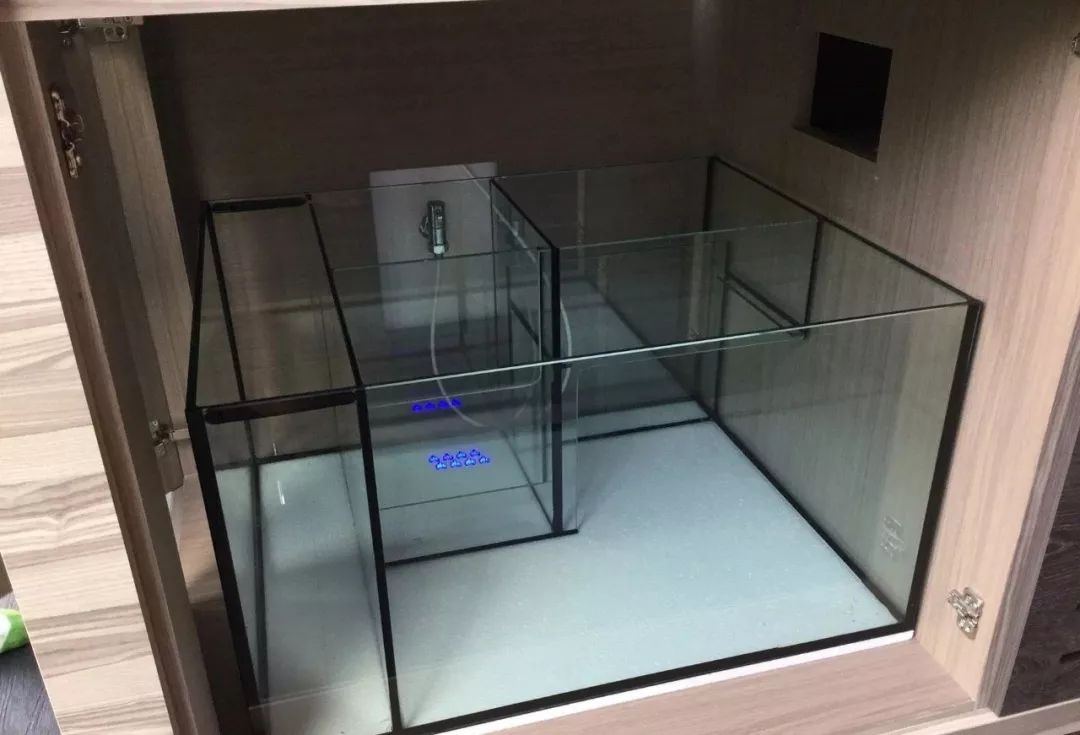 新开缸每天都有鱼死,新开缸鱼一直死