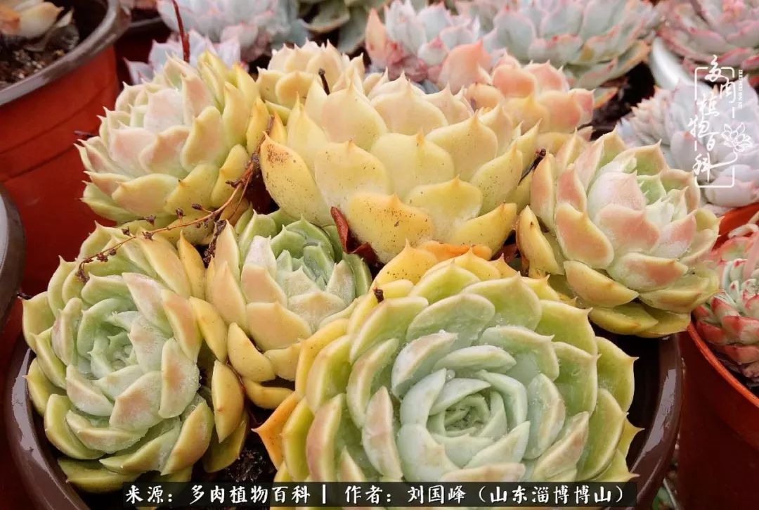 夏季多肉褪色前后对比,聊聊多肉夏季如何防护