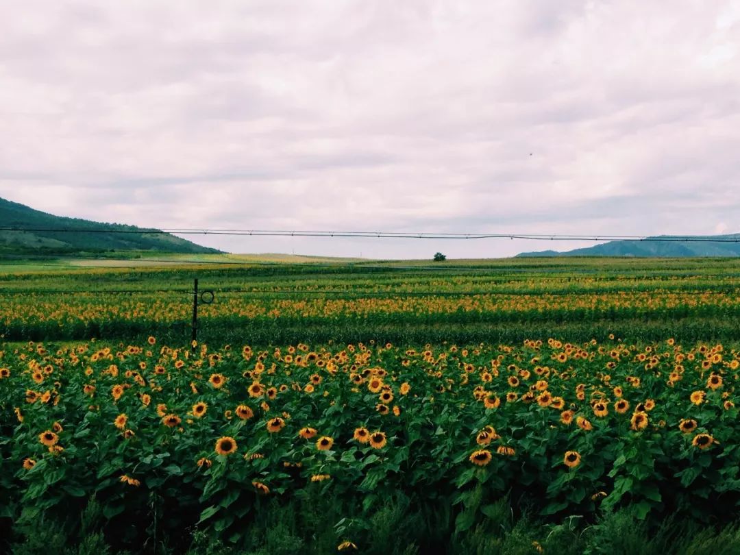 中国哪里的火车最美,中国哪里还有绿皮火车
