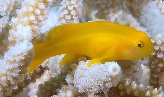 混养海缸鉴赏,混养大型海缸