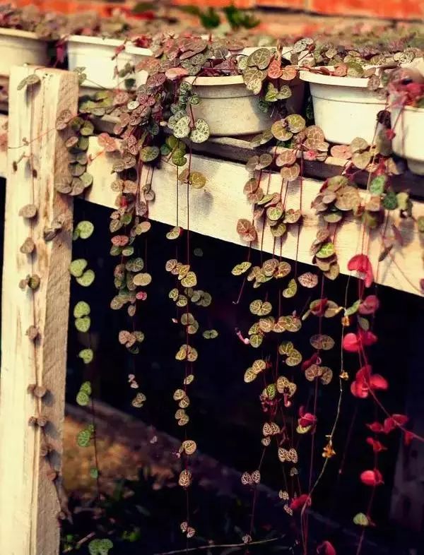 100种爬藤植物花墙,15种常用的园林观花爬藤植物