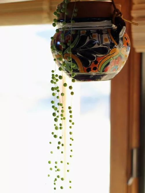 100种爬藤植物花墙,15种常用的园林观花爬藤植物