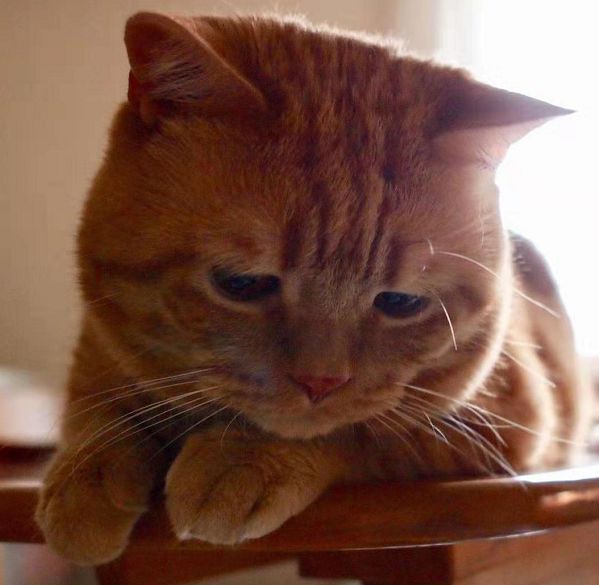 日本小丧猫凭“厌世脸”火遍全网,30w网友心都被萌化了…