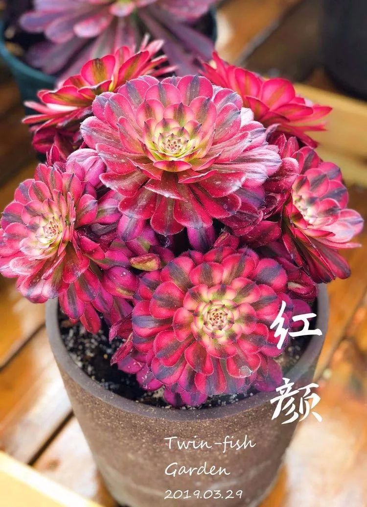 法师黑腐是什么原因,法师叶子黑腐是咋回事