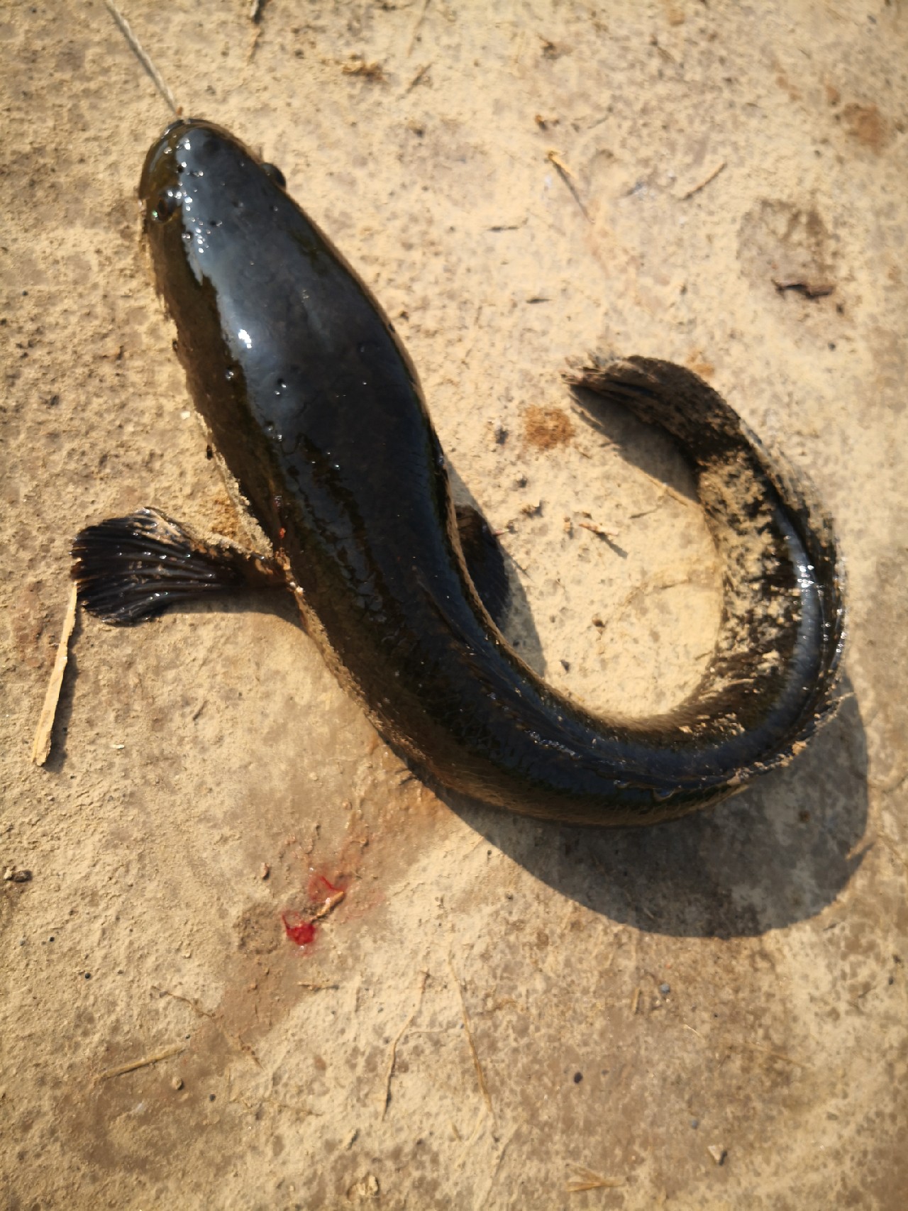 廉颇老矣尚能饭否下句,廉颇老矣尚能饭否下一句神回复