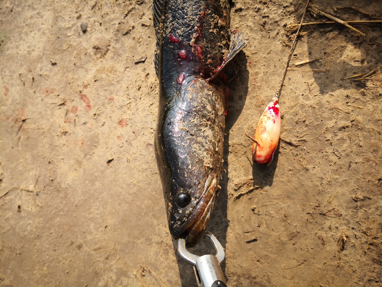 廉颇老矣尚能饭否下句,廉颇老矣尚能饭否下一句神回复