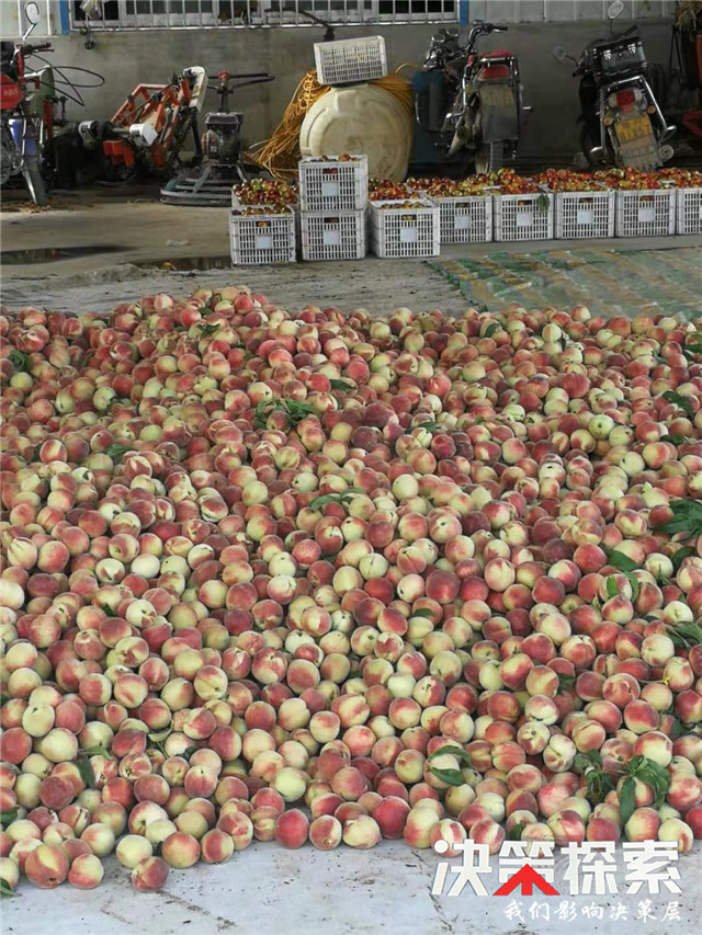 千亩柑橘获丰收农民笑颜增收忙,千亩桃园迎来丰收季群众喜增收