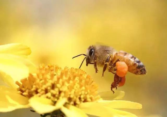 你了解青蒿素吗,你了解蜂蜜吗