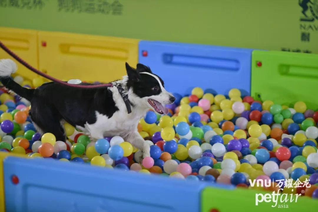 23届亚洲宠物展集结,宠物亚洲展