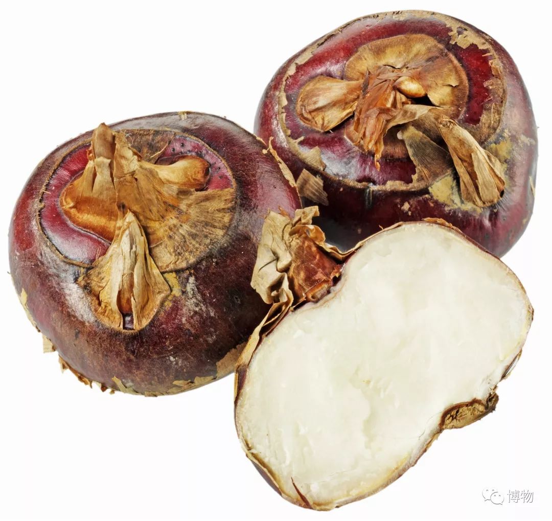 梨子好吃又脆,梨和脆萝卜