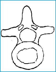 一分钟带你了解腰椎狭窄,椎管狭窄症知识大全