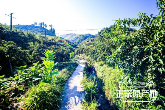 炎陵黄桃品牌大全,炎陵黄桃品牌