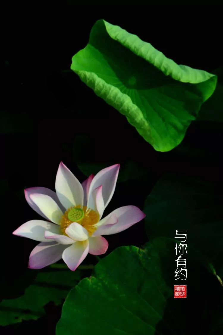 关于荷花和荷叶的生日祝福语,祝荷花生日快乐的话