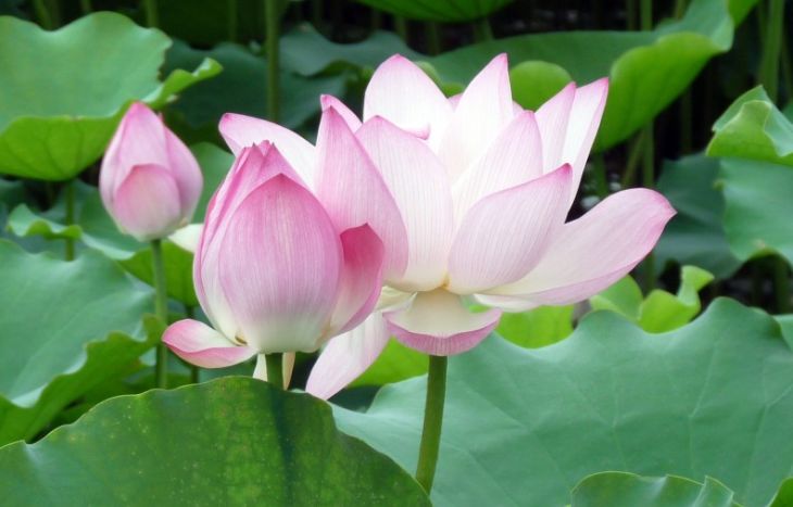 关于荷花唯美的诗句大全,最有意思的荷花诗词