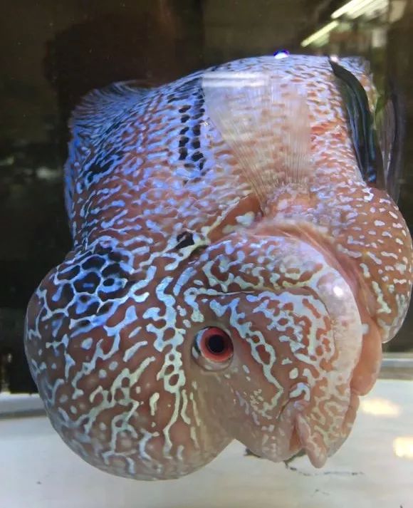 我的罗严重失鰾,都说救不活了但依旧给了我奇迹