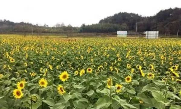向日葵种植价值,向日葵种植一亩能赚多少钱