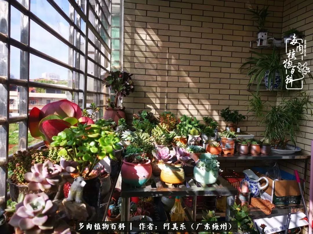 我的阳台“肉园”，看着它们，亦可醉生梦死了