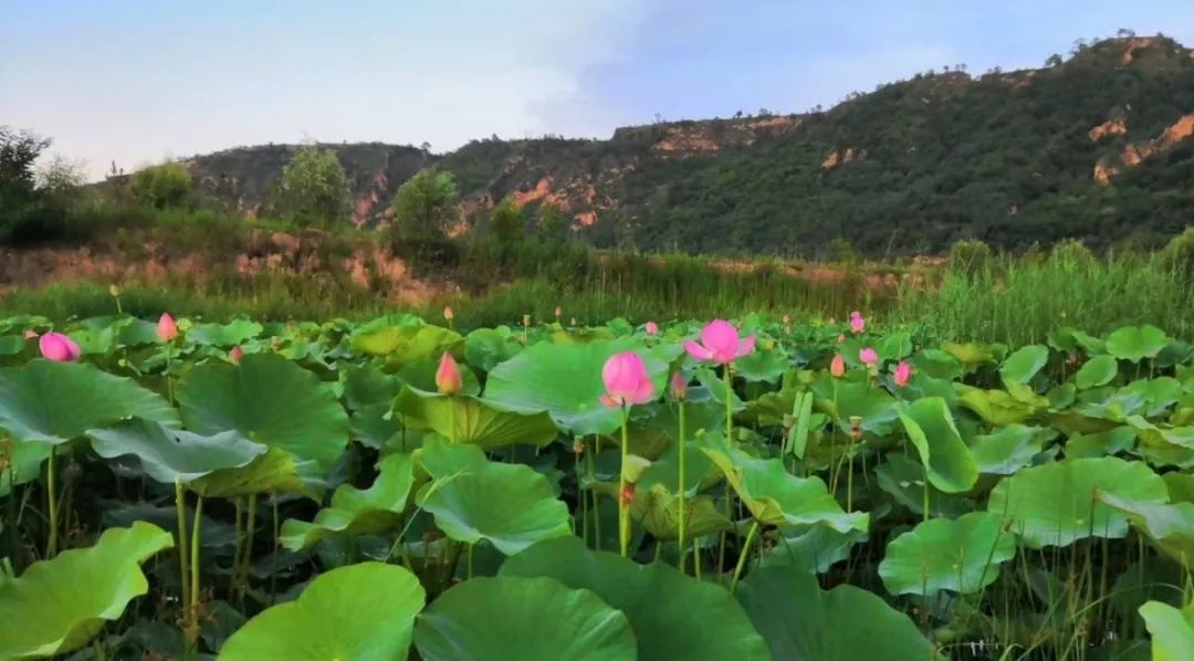 长武避暑胜地,长武青龙山避暑