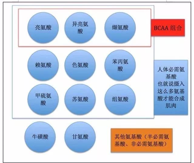 护肝,选择高支链氨基酸饮食